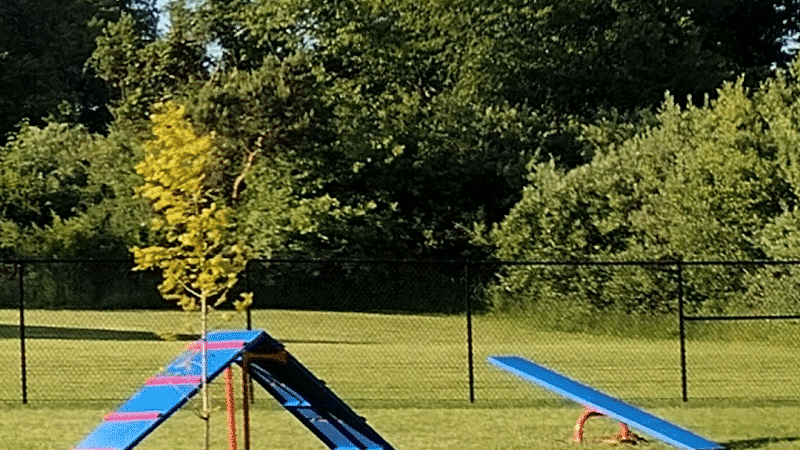 Mutts of Merit in Motion - Sniffspot - Indiana, PA