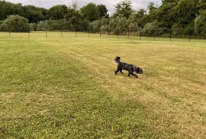 Mutts of Merit in Motion - Sniffspot - Indiana, PA