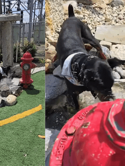 Dog Henge Dog Park - Indianapolis, IN