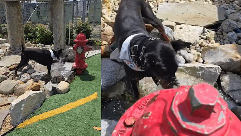 Dog Henge Dog Park - Indianapolis, IN