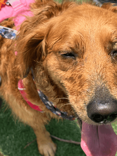 Dog Henge Dog Park - Indianapolis, IN