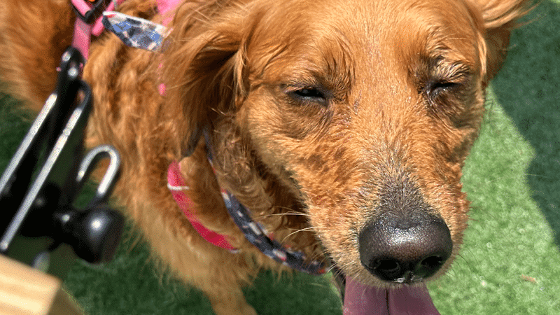 Dog Henge Dog Park - Indianapolis, IN