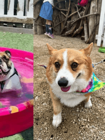 Dog Henge Dog Park - Indianapolis, IN