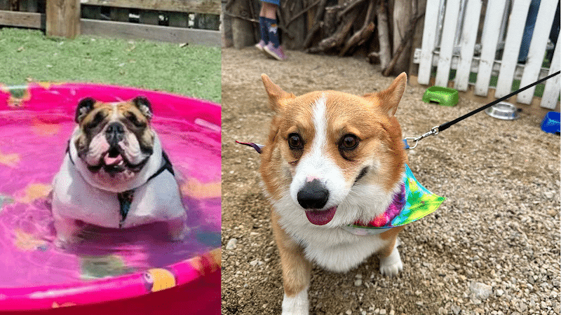 Dog Henge Dog Park - Indianapolis, IN