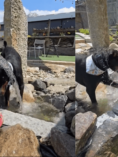 Dog Henge Dog Park - Indianapolis, IN