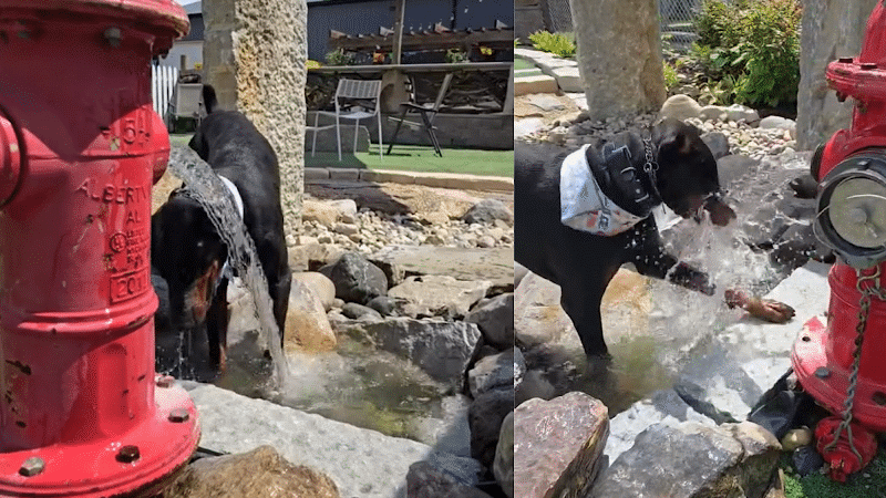 Dog Henge Dog Park - Indianapolis, IN