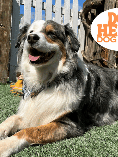 Dog Henge Dog Park - Indianapolis, IN