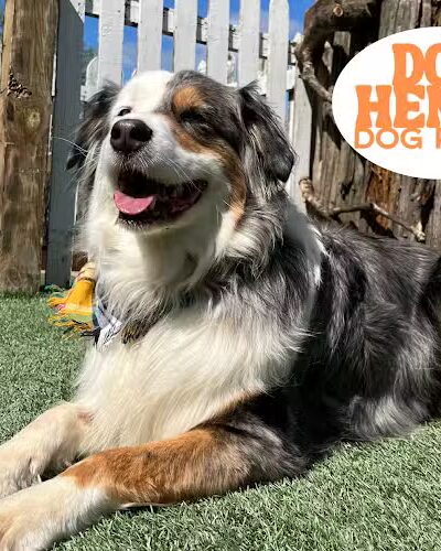 Dog Henge Dog Park - Indianapolis, IN