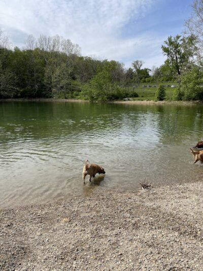 Fort Harrison State Park Dog Park - Indianapolis, IN