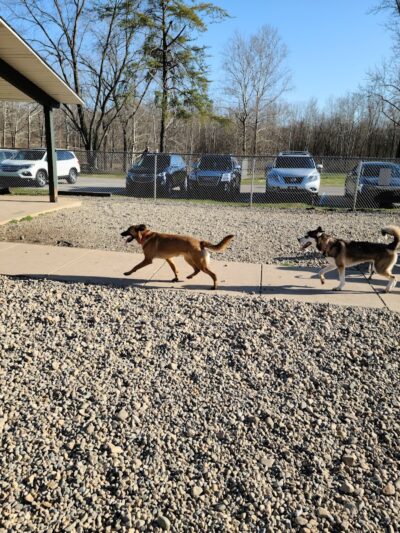 Fort Harrison State Park Dog Park - Indianapolis, IN