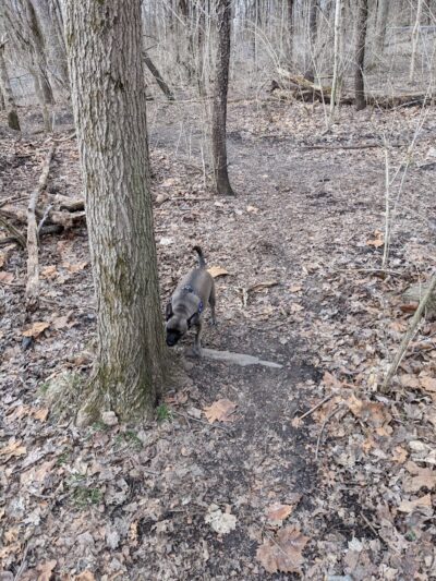 Fort Harrison State Park Dog Park - Indianapolis, IN