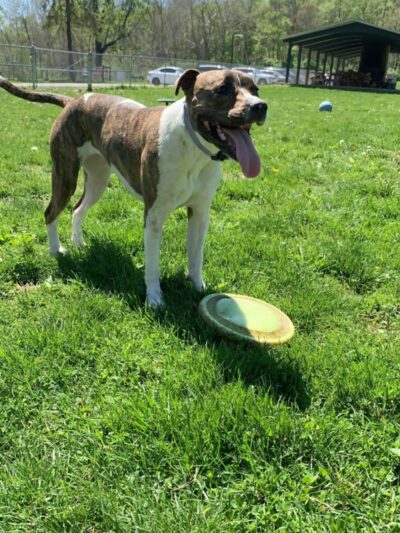 Fort Harrison State Park Dog Park - Indianapolis, IN