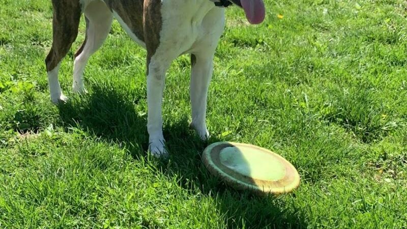 Fort Harrison State Park Dog Park - Indianapolis, IN