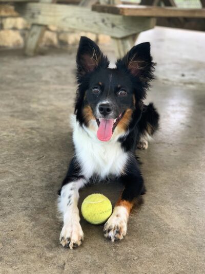 Fort Harrison State Park Dog Park - Indianapolis, IN