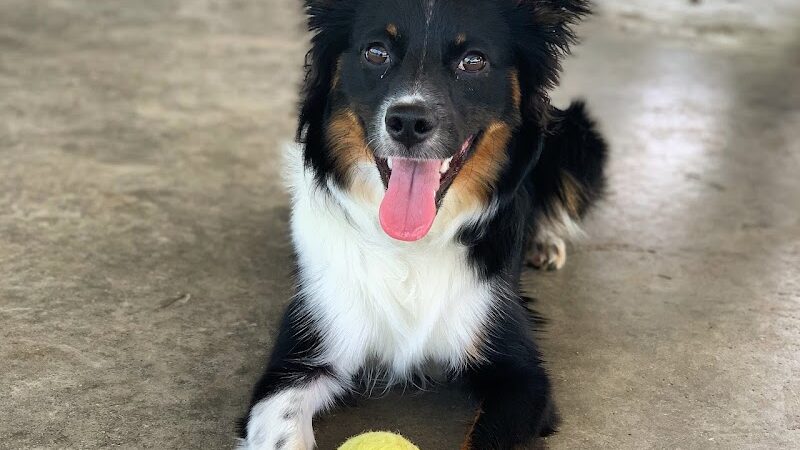 Fort Harrison State Park Dog Park - Indianapolis, IN