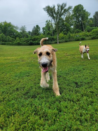 Fort Harrison State Park Dog Park - Indianapolis, IN