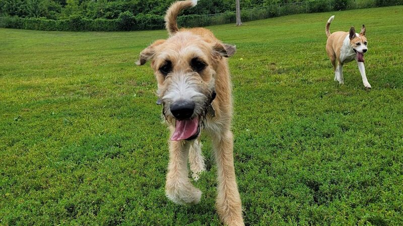 Fort Harrison State Park Dog Park - Indianapolis, IN