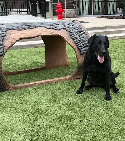 Gyms for Dogs - Natural Dog Park Products - Indianapolis, IN