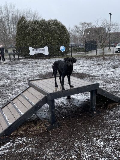 Gyms for Dogs - Natural Dog Park Products - Indianapolis, IN