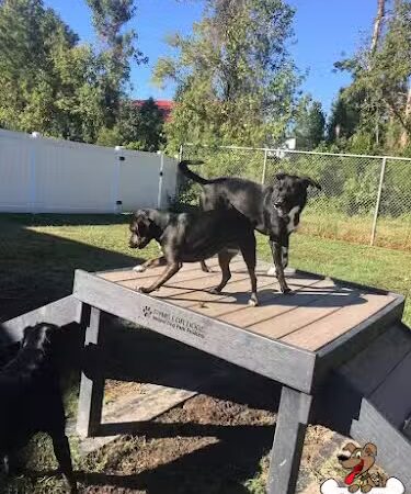 Gyms for Dogs - Natural Dog Park Products - Indianapolis, IN