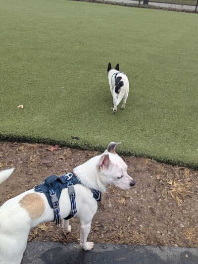 The Dog Park at Immanuel - Indianapolis, IN