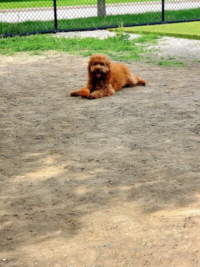 The Dog Park at Immanuel - Indianapolis, IN