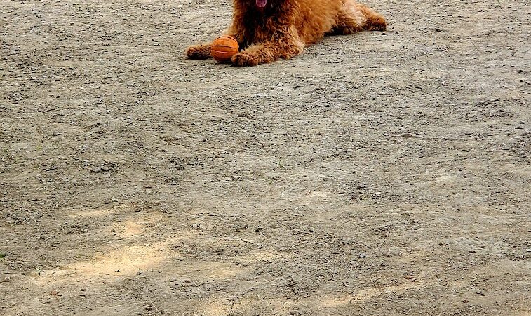 The Dog Park at Immanuel - Indianapolis, IN