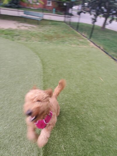 The Dog Park at Immanuel - Indianapolis, IN