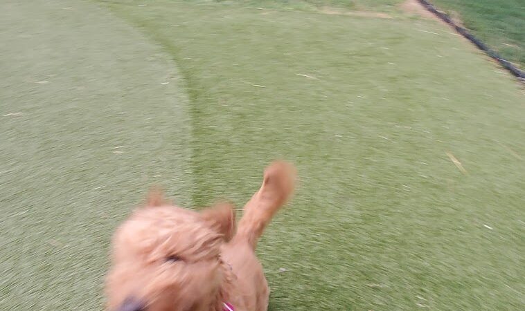 The Dog Park at Immanuel - Indianapolis, IN