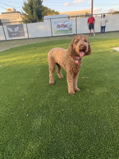 The Dog Park at Immanuel - Indianapolis, IN
