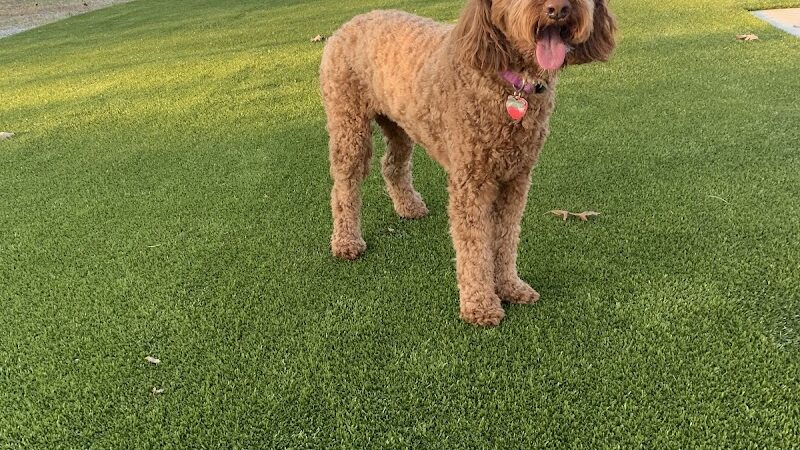 The Dog Park at Immanuel - Indianapolis, IN