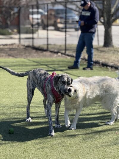 The Dog Park at Immanuel - Indianapolis, IN