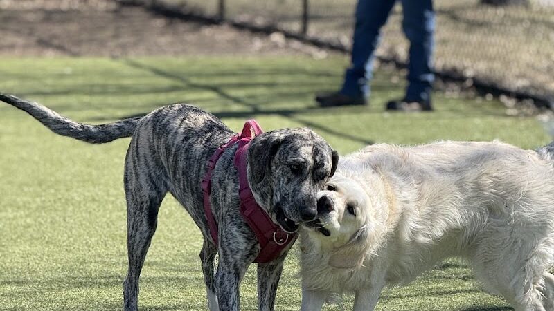 The Dog Park at Immanuel - Indianapolis, IN