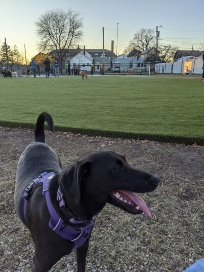 The Dog Park at Immanuel - Indianapolis, IN