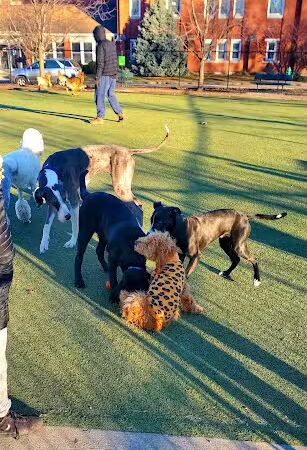 The Dog Park at Immanuel - Indianapolis, IN