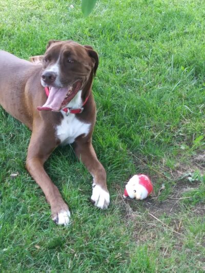 Waggin' Tails Bark Park - Indianapolis, IN