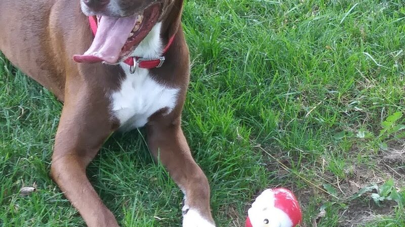 Waggin' Tails Bark Park - Indianapolis, IN