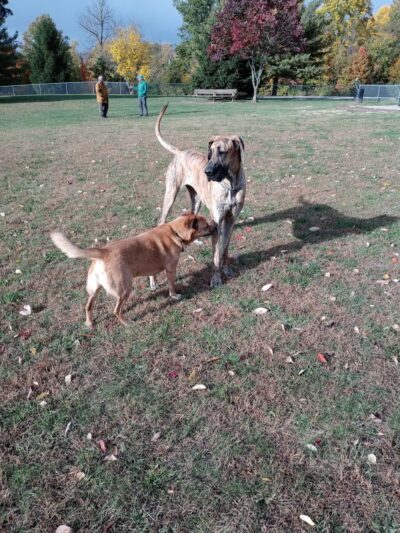 Waggin' Tails Bark Park - Indianapolis, IN