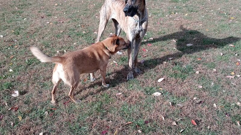 Waggin' Tails Bark Park - Indianapolis, IN