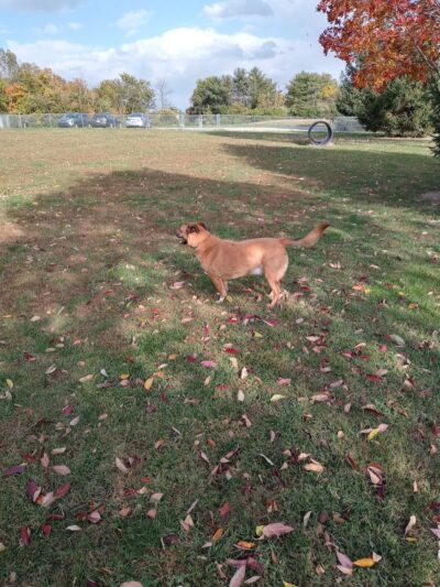Waggin' Tails Bark Park - Indianapolis, IN