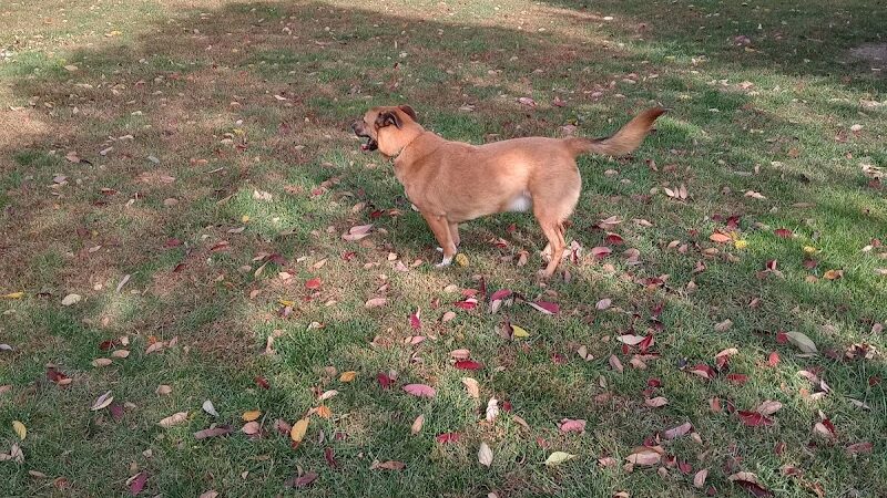 Waggin' Tails Bark Park - Indianapolis, IN