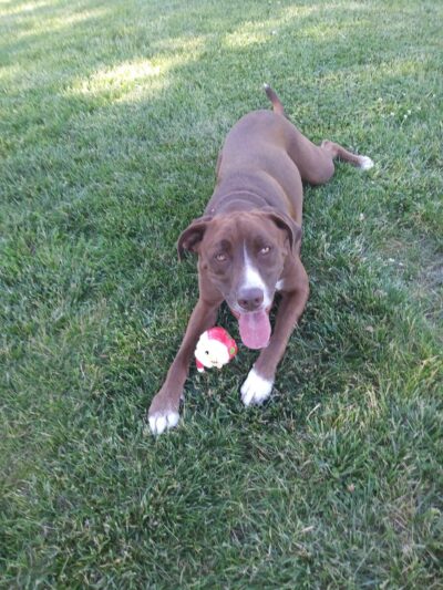 Waggin' Tails Bark Park - Indianapolis, IN