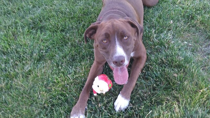 Waggin' Tails Bark Park - Indianapolis, IN