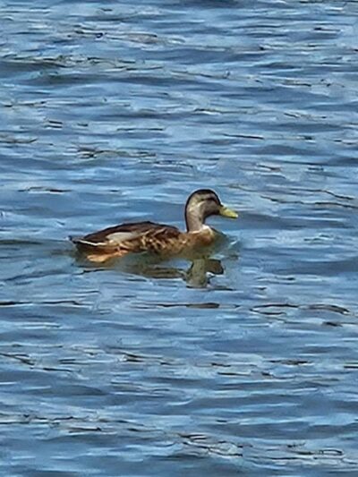 Anchor Park - Inman, SC