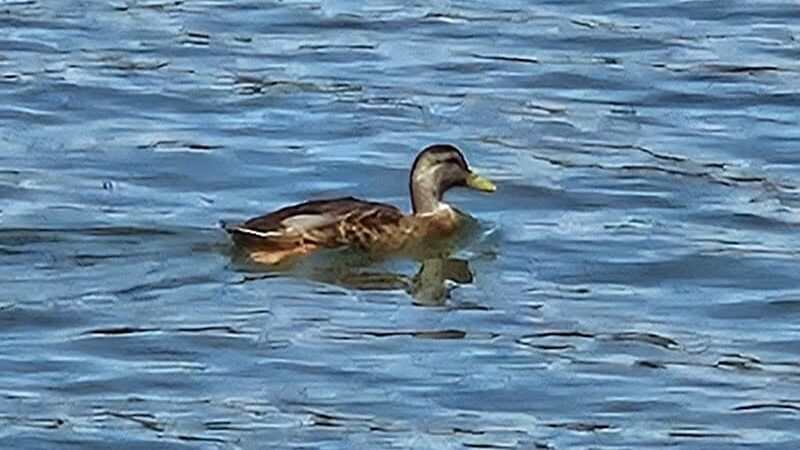 Anchor Park - Inman, SC