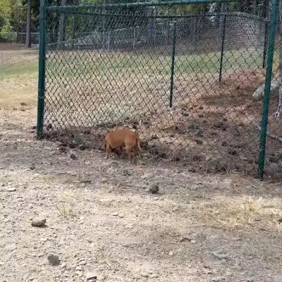 Irondale Dog Park - Irondale, AL