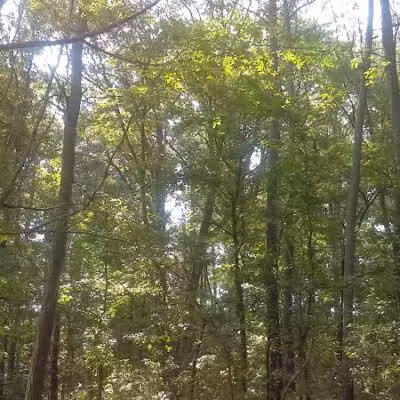 Irondale Dog Park - Irondale, AL