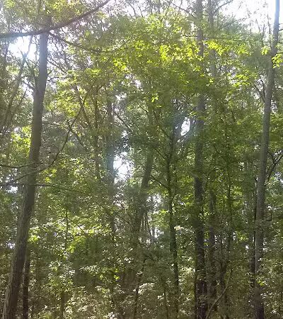 Irondale Dog Park - Irondale, AL