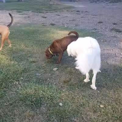 Irondale Dog Park - Irondale, AL