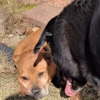 Irondale Dog Park - Irondale, AL